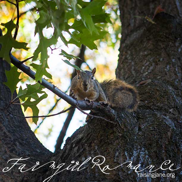 squirrel_6832