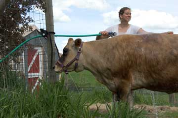 Kim giving one of the cows a good scrub down.