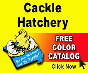 Cackle Hatchery www.cacklehatchery.com